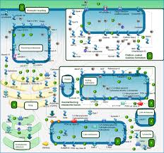 Although the machineries that drive the formation of endocytic vesicle. Transport Clathrin Coated Vesicle Cycle Pathway Map Primepcr Life Science Bio Rad