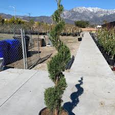Image result for spiral cut juniper trees