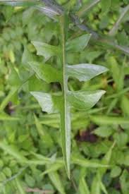 Image result for Lactuca ugandensis