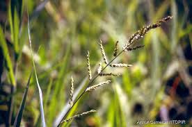 Image result for Polystachya hastata