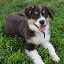 Despite the australian shepherd name, the breed was not developed in australia, but rather in the united states. Pin On My Dogs