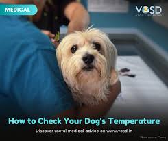 Note that ear thermometers are generally more expensive than rectal thermometers and, if not used properly, are less accurate. How To Check Your Dog S Temperature Vosd