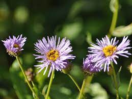 Tansy Aster Wildflower Garden Wild Flowers Habitats