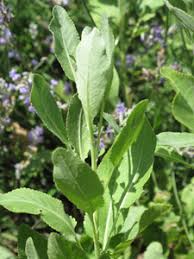 Image result for Tanacetum balsamita