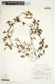 Image result for Ampelocissus multistriata