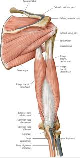 Drawing (practicing) anatomy of upper body. Functional Anatomy Of The Upper Limb Anatomy An Essential Textbook 1st Ed Functional Anatomy Of Upper Limb Anatomy Muscle Anatomy Forearm Muscle Anatomy