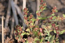 Image result for Bergia