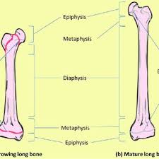It is the part of a long bone where new bone growth takes place; A This Illustration Of Growing Long Bone And Adjacent Bone And Tissues Download Scientific Diagram