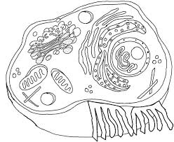 Luxury animal cell coloring key 74 with additional animal cell map. Animal Cell Coloring
