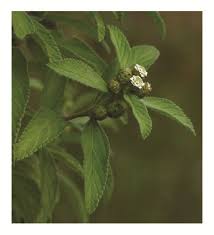Image result for Lippia oatesii