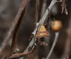 Image result for Pyrausta sanguinalis