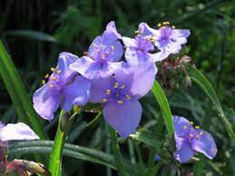 Some are mildly poisonous and some are fatal. Spiderwort Pictures Flowers Leaves Identification Tradescantia Virginiana