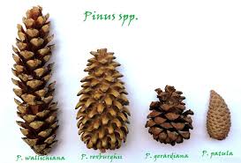 Image result for Pinus