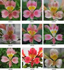 Esta es una planta que posee un porte erguido la alstroemeria goza de gran popularidad por la relativa sencillez de su cultivo, a esto. Molecular And Morphological Characterization Of New Interspecific Hybrids Of Alstroemeria Originated From A Caryophylleae Scented Lines Springerlink