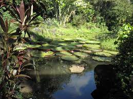 Formerly Known As The Waimea Valley Audubon Center And The Waimea Arboretum And Botanical Garden The Waimea Valley Is A H Waimea Valley Hawaiian Plants Waimea