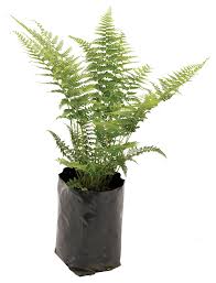 Image result for Microlepia