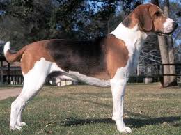 Image result for Harrier dog