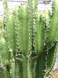 Image result for Euphorbiaceae