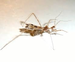 Image result for Stenostelma corniculatum