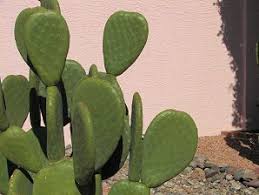 Why do cacti grow so slowly? Pin Von Alfredo Lanier Auf Cacti And Succulents Baume Pflanzen Pflanzen Kaktus