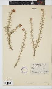 Image result for Anisopappus kirkii