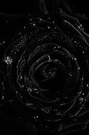 26 Black Rose Iphone Wallpapers Wallpaperboat
