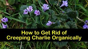 Ground cover will stop weeds and grass in their. 4 Easy Ways To Get Rid Of Creeping Charlie Organically