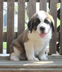 Bernie Saint Bernard Puppy For Sale In Christiana Pa Lancaster Puppies St Bernard Puppy Puppies Puppies For Sale