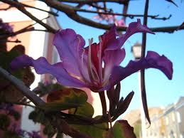 Maybe you would like to learn more about one of these? Edible Flowers Garden And Wild Flowers You Can Eat Delishably