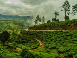 Aaass all assam adivasi suraksha samiti atf assam tiger force hlaa hindu liberation army of assam Tea Bengal And Assam Tea Sector Estimated A Loss Of Rs 2 100 Crore Due To Lockdown The Economic Times