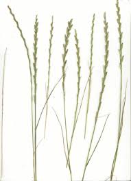 Image result for Lolium