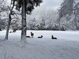 Wildgehege Im Winter Picture Of Englischer Garten Eulbach Michelstadt Tripadvisor