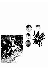 Image result for Ancylobothrys pyriformis