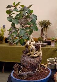 Boleh pos gambar dan menjual barang yang berkaitan cactus. Ficus Socotrana Ficus Cacti And Succulents Succulents