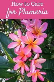 Do You Love Frangipani Also Known As Plumeria It S Easy To Grow Your Own Get Tips On How To Care For Plumeria In This P Plumeria Care Plumeria Plumeria Tree