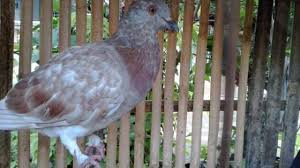Pertumbuham merpati piyik/anak burung merpati dari hari ke hari mulai usia 0 hari sampai dengan usia 32 hari (bisa terbang). 15 Cara Menghilangkan Stress Pada Burung Dara Yang Harus Diketahui Arenahewan Com