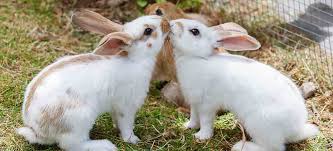 Rabbits have a special posture that they use to create a thumping noise. How Should I Exercise My Rabbits Pdsa