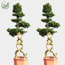 Image result for Ficus fischeri