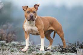 Augustine, florida we enjoy competing with our dogs in many venues such as. American Staffordshire Terrier Hundefunde