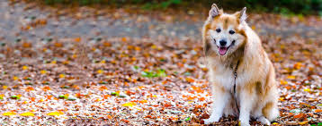 Search through thousands of dogs for sale and puppies for sale adverts near me in the usa and europe at animalssale.com. Icelandic Sheepdog Dog Breed Facts And Information Wag Dog Walking