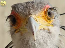 Yuksek Agaclarda Yuva Kurar Sabah Erkenden Yere Atlayarak Besin Aramaya Baslar Kemirici Kertenkele Bocek Ve Yilan Avlayarak Besle Bald Eagle Animals Nature