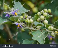 Image result for Solanum torvum