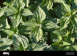 Image result for Urticaceae