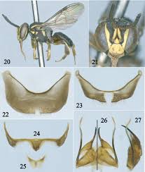 Image result for Enneapogon pretoriensis