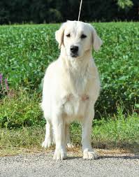 Nombril Du Monde Des Jardins D Epona Chien De Race Toutes Races En Tous Departements France Inscrit Sur Chiens De France