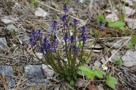 Image result for Polygala arenicola