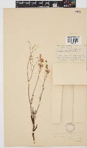 Image result for Senecio strictifolius