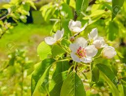 Flowering bradford pears growing a bradford pear tree in. Flowering Pear Tree Flowers And Leaves Close Up Stock Photo Picture And Royalty Free Image Image 100727353
