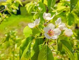Check spelling or type a new query. Flowering Pear Tree Flowers And Leaves Close Up Stock Photo Picture And Royalty Free Image Image 100727353
