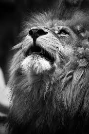 Iphone Ios 7 Wallpaper Tumblr For Ipad Photos Animaux Sauvages Animaux Sauvages Photo Animaux